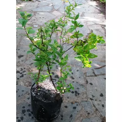 Спірея Бумальда. У контейнерах Д12.