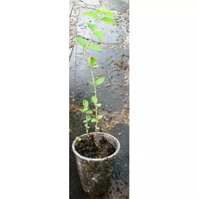 Сніжник пурпурний (округлий). Укорочені держаки в контейнерах д5.