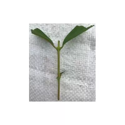 Жимолость їстівна Фіолент. ЗЧ, Черенки для укорочення напівдеревнелі.