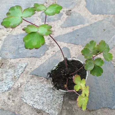 Аквілегія. Суміш середньоросла. Розсада в контейнерах Д5.