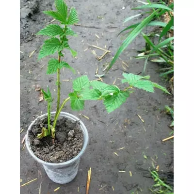 Лабазник в'язлистий. Розсада в контейнерах Д12.