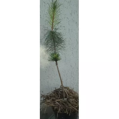 Сосна гірська Мопс. За витої на штамбі в контейнерах 5 л.