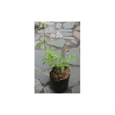 Жимолость їстівна Серце велетнів. Д12.