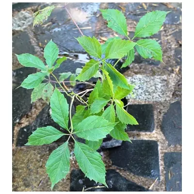 Виноград п'ятилопатевої ф. ЕНгельмана (з присосками).ОКС