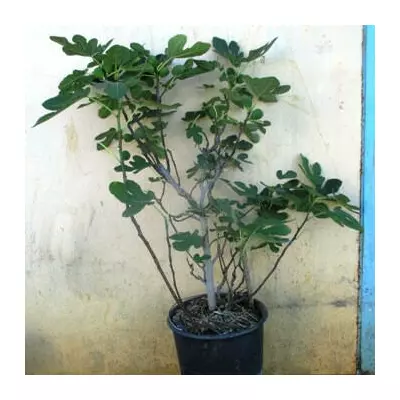 Інжир Турецький коричневий. 12 л.