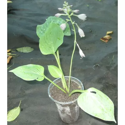 Хоста Перл лайк. (Перлинне озеро). Поділка в контейнері 0.5 л.