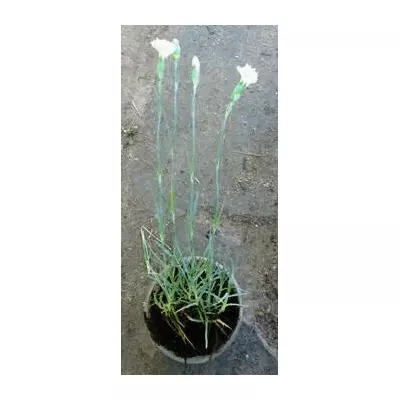 Гвоздика садова біла. Розсада в контейнерах Д5.