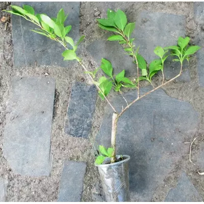 Форзиція середня. Укорінені живці у контейнері Д5.