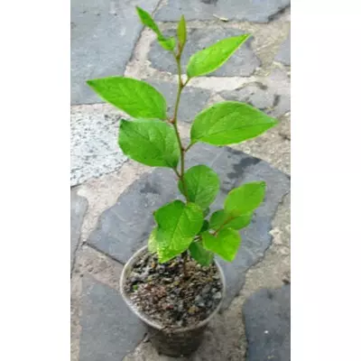 Кизильник блискучий. Сіянці в контейнерах Д5.