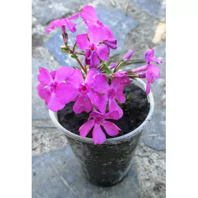 Флокс Дугласа червоний Ред Адмірал. У контейнерах Д5.