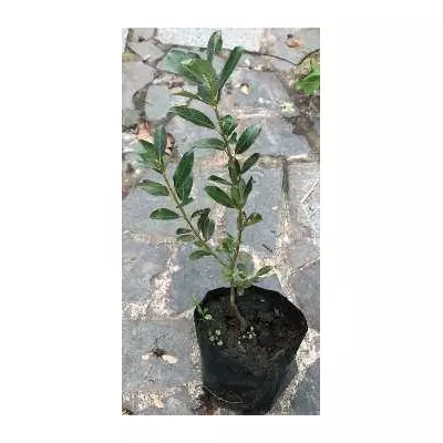 Верба кущова жовтокора СП. У контейнерах Д12.