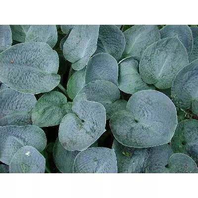 Хоста Біг мама (Hosta Big Mama). Саджанці в контейнерах Д12.