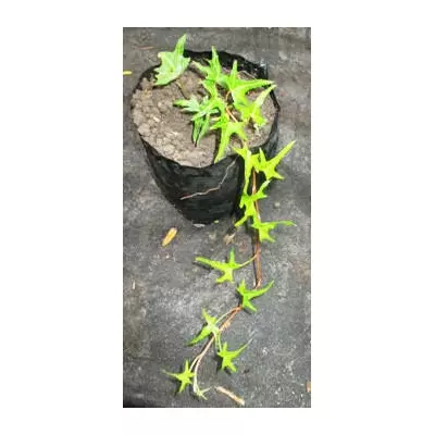 Плющ вузьколистий Sagittaefolia. Саджанці в контейнерах Д12