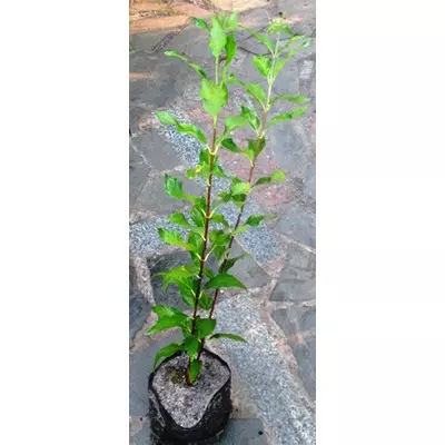 Дейція витончена Ніко. У контейнерах Д12.