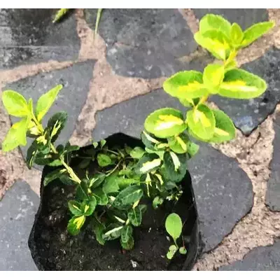 Бересклет жовтогарячий. Сонячний зайчик. (Санспот). Саджанці в контейнерах Д12