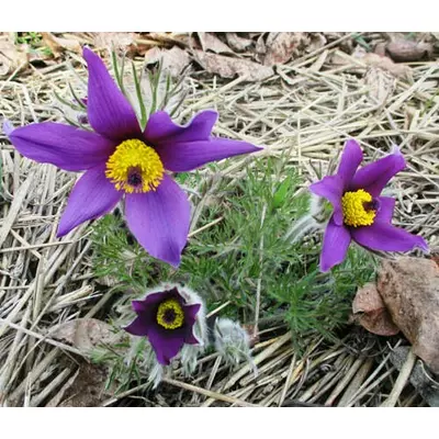 Сон трава синя. Розсада в контейнерах Д5.