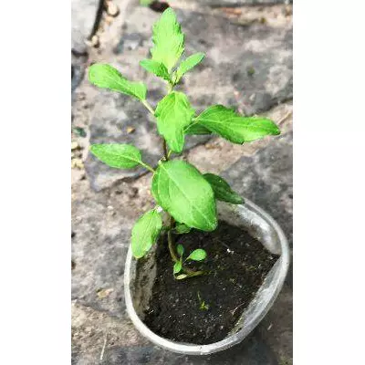 Каріоптеріс — коморійська. Сеянці в контейнерах д5.