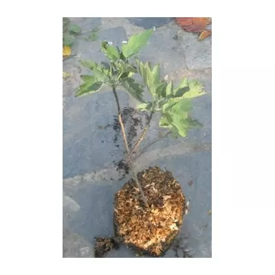 Берека. У контейнерах Д12.