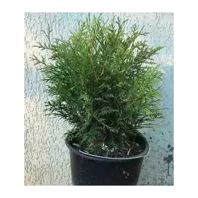 Туя західна Little Champion. У контейнерах 12л.