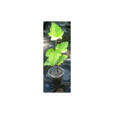 Пухиреплідник калинолистий Дартс голд. Д5.