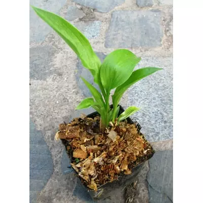 Хоста Ланцетолистна.Поділка в контейнері 0.5 л.