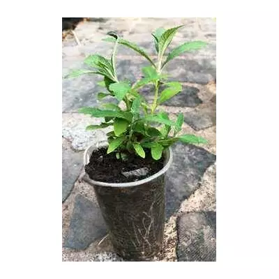 Будлея 34 Адоніс Блю (Buddleja davidii Adonis Blue). У контенерах 0.5 л.