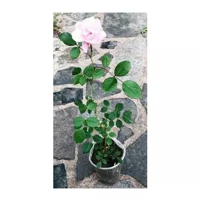 Троянда мініатюрна рожева. 0.5 л.