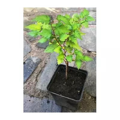 Стефанандра розрізниста. У контейнерах 0.3 л.