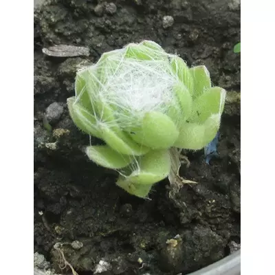 Молоділо павутинне Silberring. Розсада в контейнерах Д5. Опт від 1 шт.