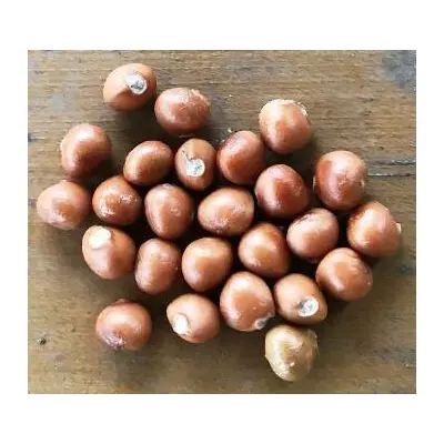 Клекачка периста. Насіння. Цена за 25 штук.