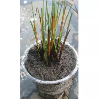 Ситник низький. (Осока шилоподібна низька). Розсада в контейнерах Д5.