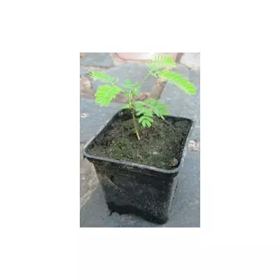 Альбіція. (Акація льонкоранська). 0.5 л.