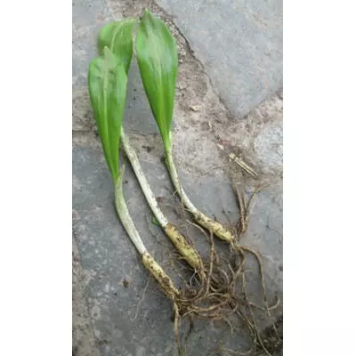 Лук ведмежий. Черемша. Салатна. Розсада.