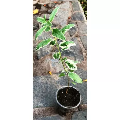 Каріоптеріс White Surprise. У контейнерах 0.5 л.