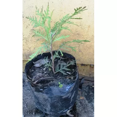 Туя західна Глобоза. У контейнерах Д12.