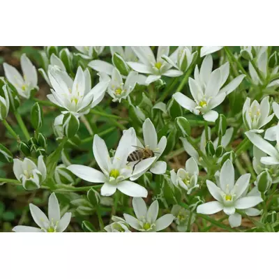 Пташиночник. Розсада в контейнерах Д5.