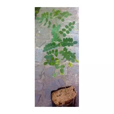 Бульбашник східний. Саджанці в контейнерах Д12.