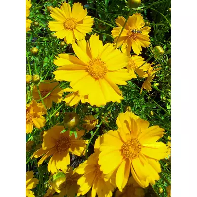 Кореопсіс Зорений кінд. (Жовта ромашка). Розсада в контейнерах Д5.