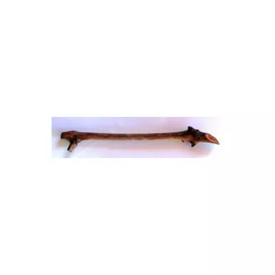 Виноград Молдова. НЧ. Черенки для укорочення.