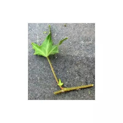 Плющ вузьколистий. НЧ. Живці для вкорінення.