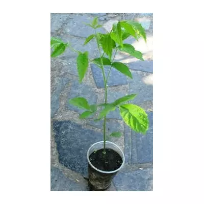 Горіх чорний. У контейнерах 0.5 л.(Анонс).