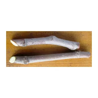 Інжир Далматинський. Живці для вкорінення. НЧ.