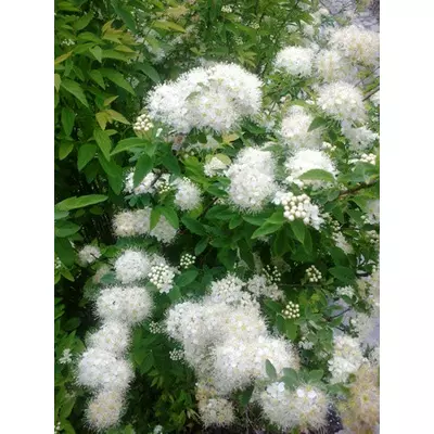 Спірея Середня. Укорочені держаки в контейнерах д5.