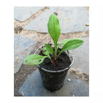 Астра альпійська (Блакидна ромашка) Розсада в контейнерах Д5.