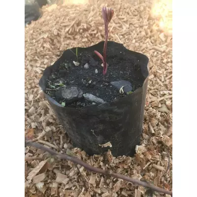 Півонія трав'яниста ніжно-рожева. Д12.