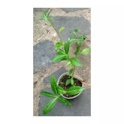 Барвінок малий Блакитний. Розсада в контейнерах Д5.