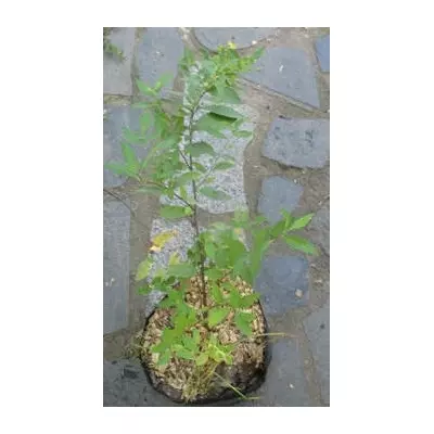 Спирея японська Альбіфлора. У контейнерах Д12.