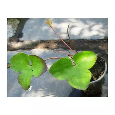 Гепатика. Розсада в контейнерах Д5.