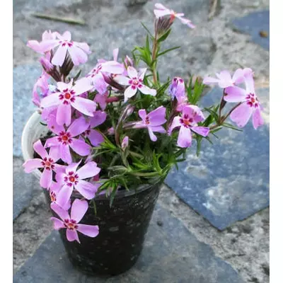 Флокс шилоподібний малиновий Самсон. Д5