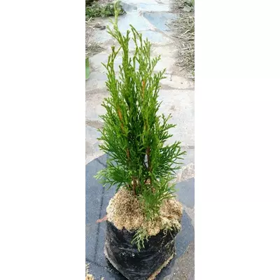 Туя західна Смарагд. Саджанці в контейнерах Д12.